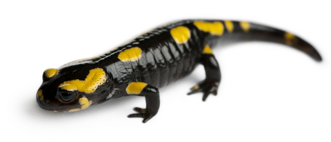 Fire Salamander for sale