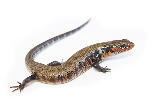 Fire Skink For Sale