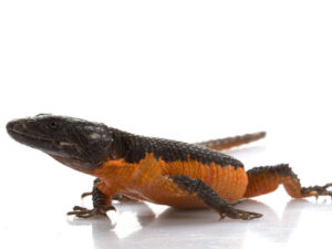 Flame Belly Girdle Tail Lizard for Sale