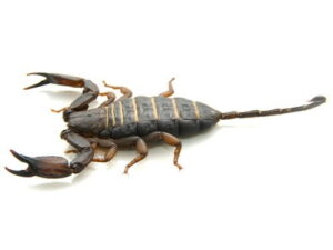 Flat Rock Scorpion For Sale