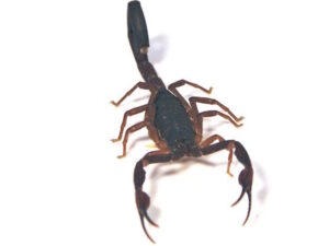 Florida Bark Scorpion For Sale