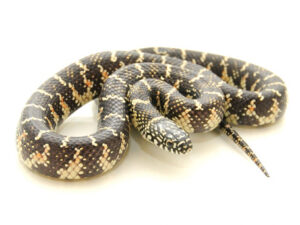 Florida King Snake for Sale