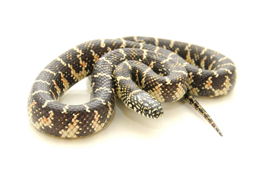 Florida King Snake for Sale
