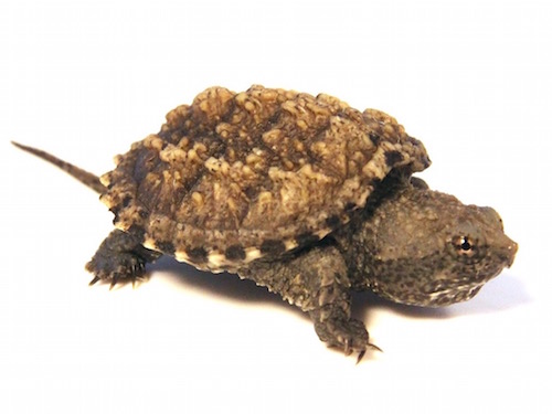 Florida Snapping Turtle For Sale