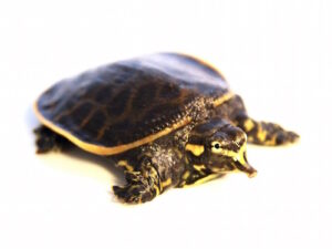 Florida Softshell Turtle For Sale