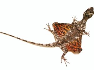 Flying Dragon Lizard for Sale