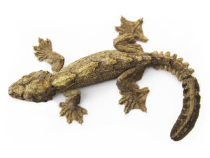 Flying Gecko for sale
