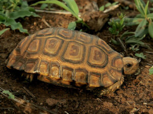 Forest Hingeback Tortoise for Sale