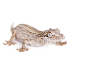 Gargoyle Geckos for sale