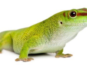 Giant Day Geckos for sale