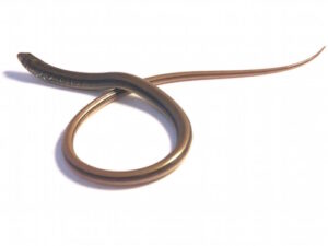 Glass Lizard for Sale