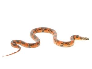 Goins King Snake for Sale