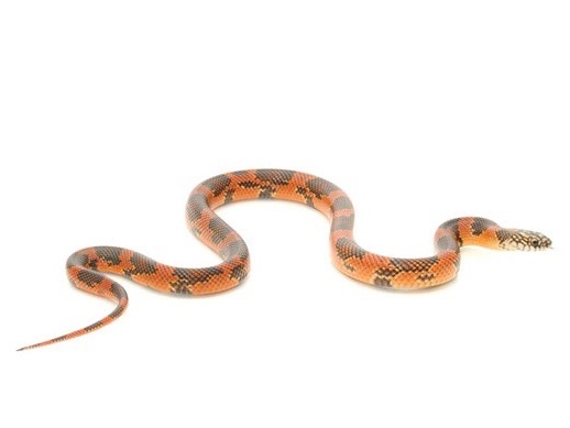 Goins King Snake for Sale