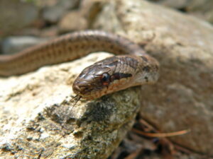 Goins (Steppes) Rat Snake for Sale