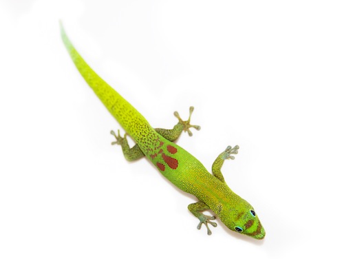 Gold Dust Day Geckos for sale