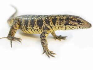 Golden Tegu for Sale