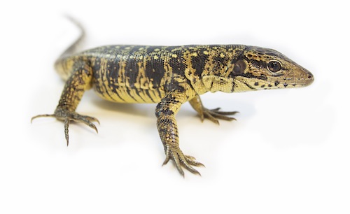 Golden Tegu for Sale