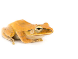 golden tree frog for sale