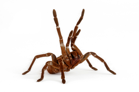 Goliath Bird Eating Tarantula For Sale