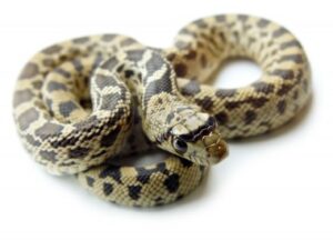 Gopher Snake For Sale