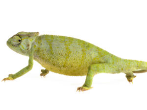 Graceful Chameleon For Sale