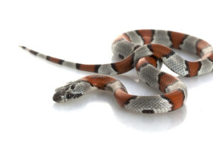 Gray Banded King Snake for Sale