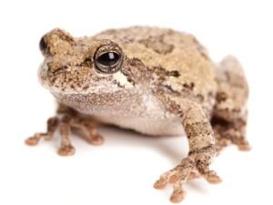 Gray Tree Frog for Sale