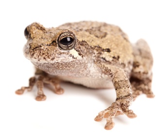 Gray Tree Frog for Sale