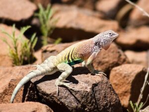 Earless Lizard for Sale
