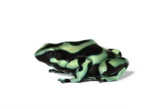 Green and Black Poison Dart frogs for sale
