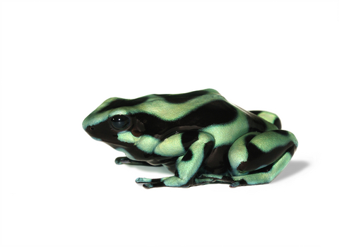 Green and Black Poison Dart frogs for sale
