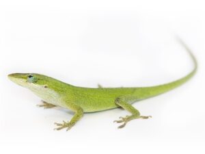 Green Anole for sale