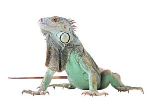 Green Iguanas for sale