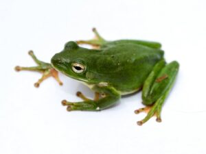 American Green Tree Frog for sale
