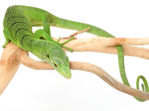Green Tree Monitor For Sale