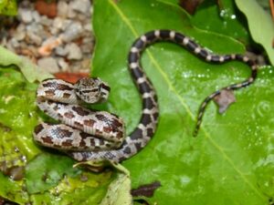 Gray Rat Snake for Sale