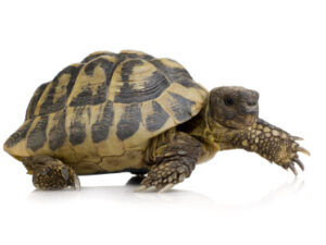 Hermans Tortoise For Sale