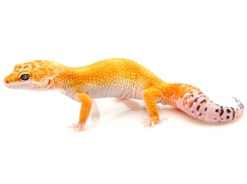 High Color Leopard Gecko For Sale