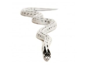 High White California King Snake For Sale