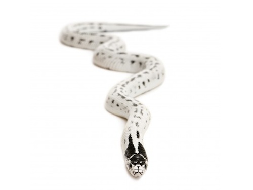 High White California King Snake For Sale