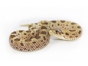 Western Hognose Snake For Sale