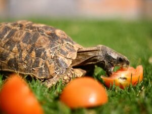 Home's Hingeback Tortoise for Sale