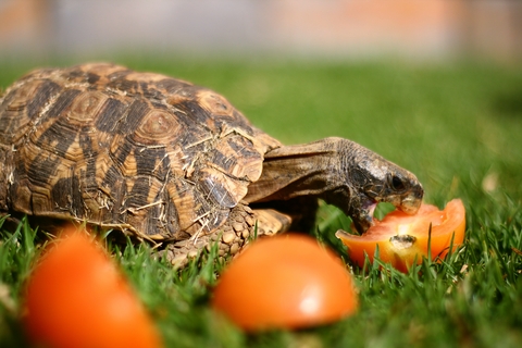 Home's Hingeback Tortoise for Sale