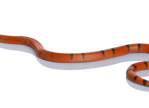 Honduran Milk Snake For Sale
