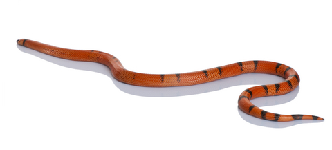 Honduran Milk Snake For Sale