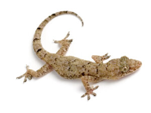 House Geckos for sale