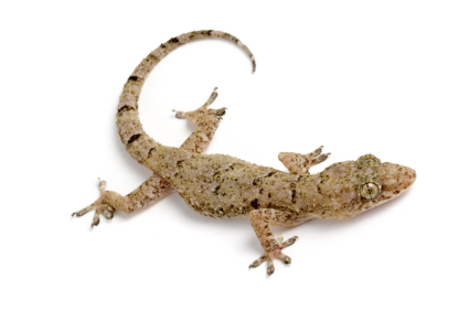 House Geckos for sale