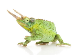 Jackson Chameleon for sale