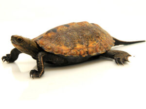 Japanese Pond Turtle for Sale
