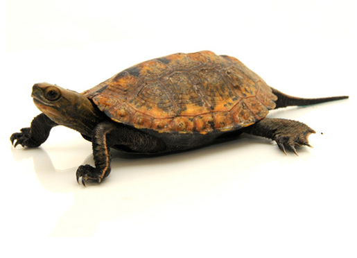 Japanese Pond Turtle for Sale